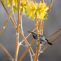 Cinnyris mariquensis
