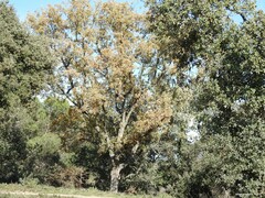 Quercus rotundifolia