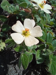 Kallstroemia