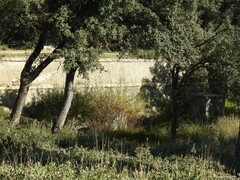 Quercus rotundifolia