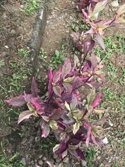 Alternanthera brasiliana