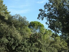 Quercus rotundifolia