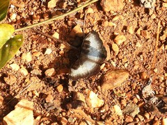 Ariadne enotrea