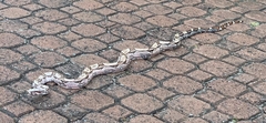 Boa constrictor