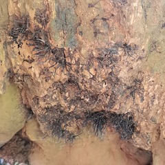 Stemonitopsis typhina