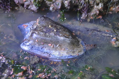 Cymbiola nobilis