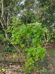 Stachytarpheta mutabilis