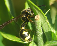 Eumenes papillarius