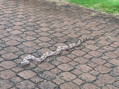 Boa constrictor
