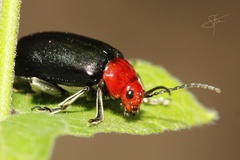 Cacoscelis nigripennis
