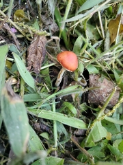 Leratiomyces ceres