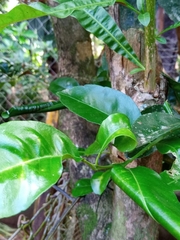 Citrus hystrix