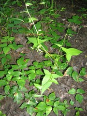 Persicaria arifolia