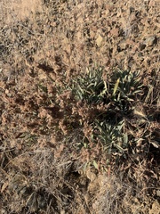 Phacelia