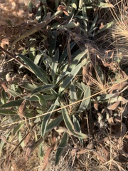 Phacelia