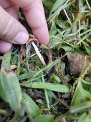 Leratiomyces ceres