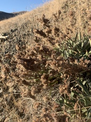 Phacelia