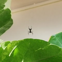 Micrathena