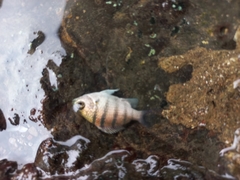 Abudefduf troschelii