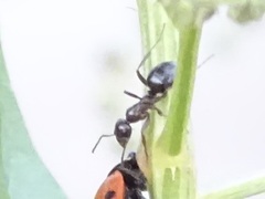 Formica fusca