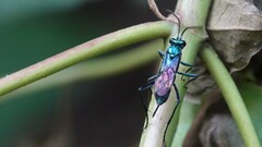 Chlorocryptus purpuratus
