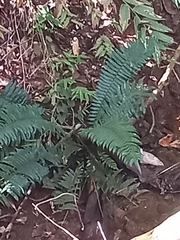 Angiopteris lygodiifolia