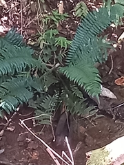 Angiopteris lygodiifolia