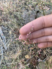 Eriogonum vimineum