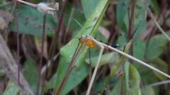 Ischnojoppa luteator