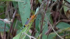 Ischnojoppa luteator