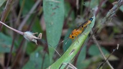 Ischnojoppa luteator