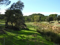 Pinus pinea