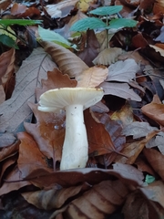Russula ochroleuca