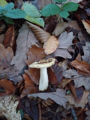 Russula ochroleuca