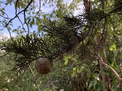 Cupressus sempervirens