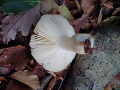 Russula ochroleuca