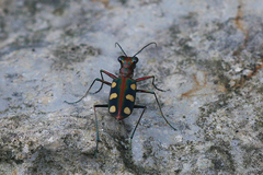 Cosmodela aurulenta aurulenta