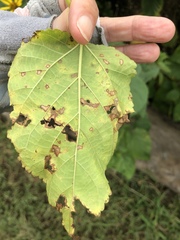 Cercospora moricola
