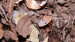 Probergrothius nigricornis