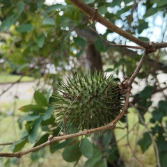 Annona muricata