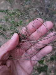 Erica australis