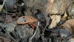 Probergrothius nigricornis