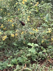 Hycleus biundulatus