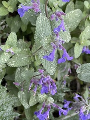 Nepeta racemosa