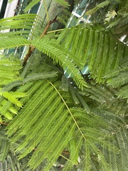 Sphaeropteris lepifera