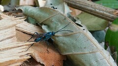 Chlorocryptus purpuratus