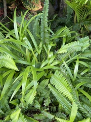 Nephrolepis exaltata