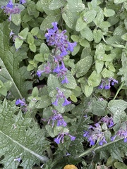 Nepeta racemosa