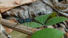 Chlorocryptus purpuratus