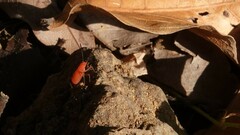 Probergrothius nigricornis
